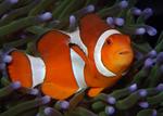 false clown anemonefish